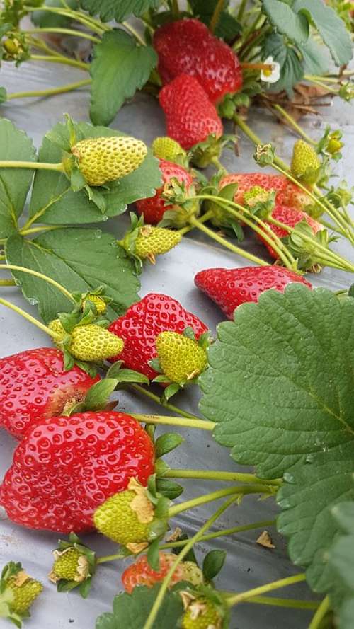 Strawberries Food Nature Organic Growing