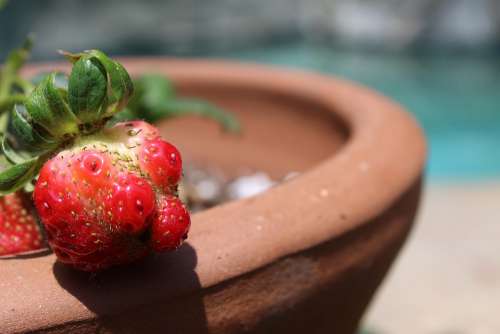 Strawberry Ripe Growing Potted Lumpy Fruit