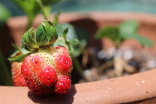 Strawberry Ripe Growing Potted Lumpy Fruit