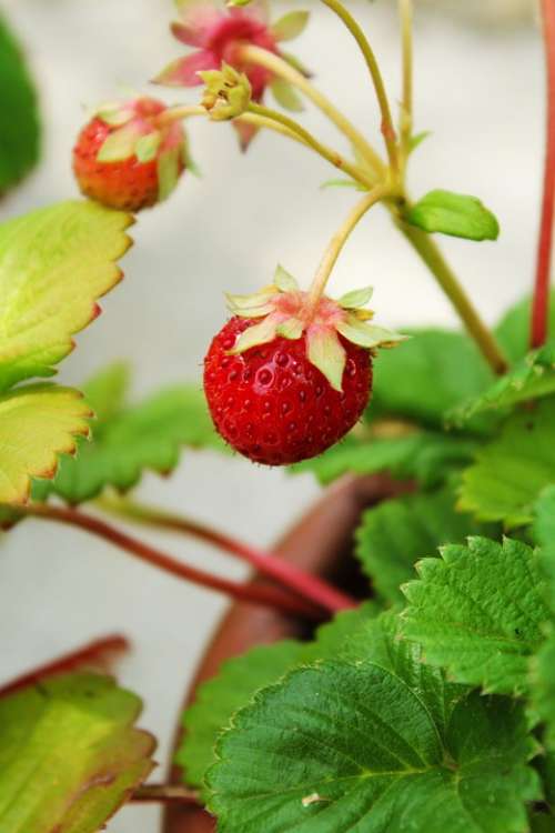 Strawberry Fruit Foliage Green Foodstuffs Summer