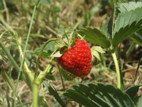 Strawberry Fruit Food Fresh Organic
