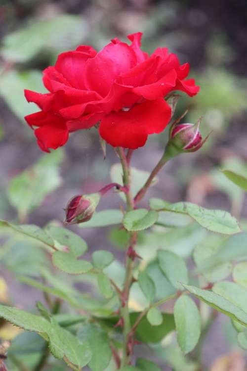 Summer Garden Rose Red The Smell Of