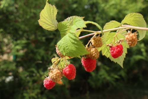 Summer Garden Plant Fruit Maturation Raspberries