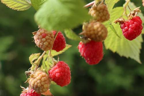Summer Garden Nature Fruit Raspberries