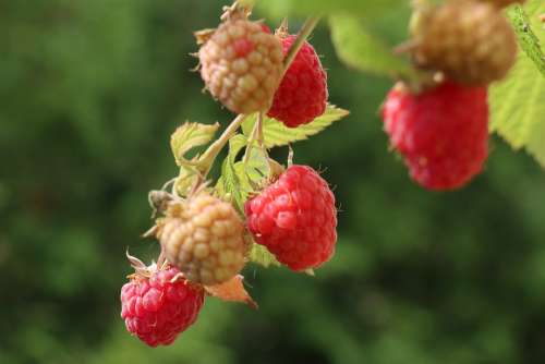 Summer Garden Plant Maturation Fruit Raspberries