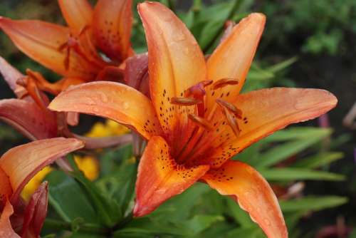 Summer Garden Flowers Flowering Lilies Orange