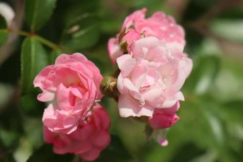 Summer Garden Flowering Rose Pink