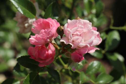 Summer Garden Rose Little Pink