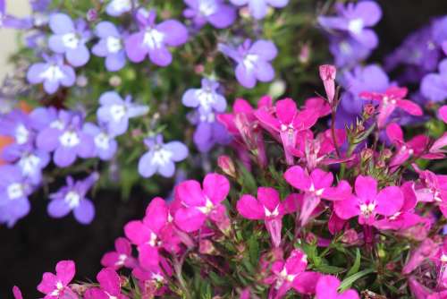 Summer Garden Flowers Minor Lobelia Colors