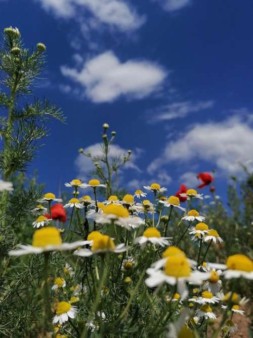 Summer Summer Meadow Chamomile Poppy Poppies