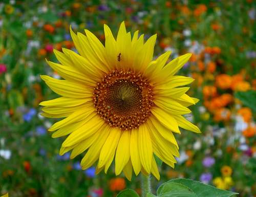 Sunflower Helianthus Flower Summer Yellow Plant