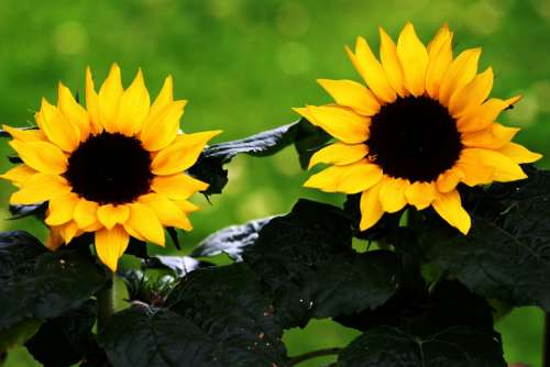 Sunflower Flowers Summer Yellow Blossom Bloom