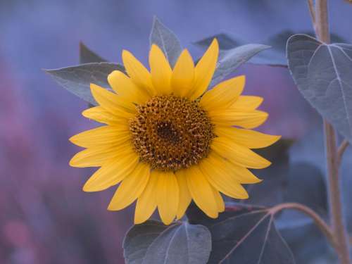 Sunflower Summer Flower Flora Yellow Field Petals