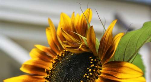 Sunflower Terra Cotta Petals Bloom Garden Plant