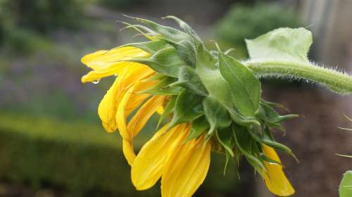 Sunflower Garden Button Open Hang Rain Color