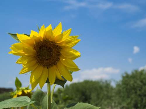 Sunflower Flower Yellow Summer Flora Petals