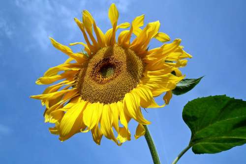 Sunflower Flower Summer Yellow Nature Field Sunny