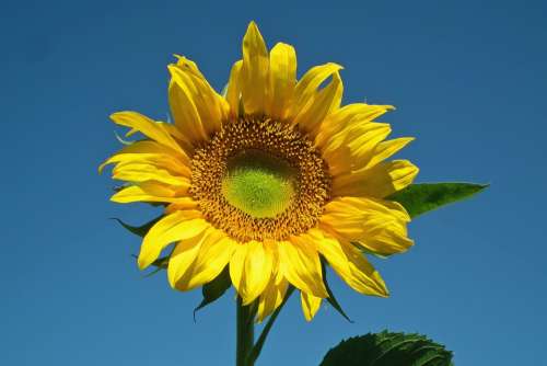 Sunflower Flower Yellow Summer Nature Field