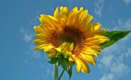 Sunflower Flower Yellow Nature Field Sunny