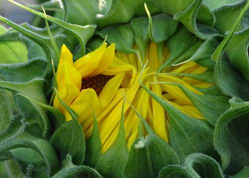 Sunflower Helianthos Yellow Blossom Bloom