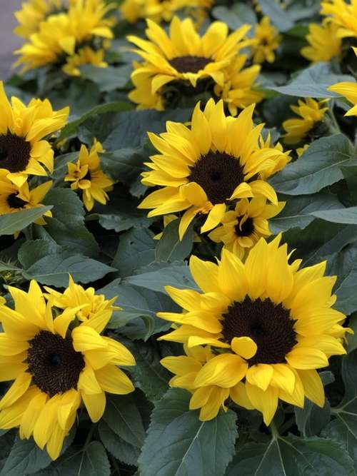 Sunflowers Flowers Yellow Summer Colorful Bloom