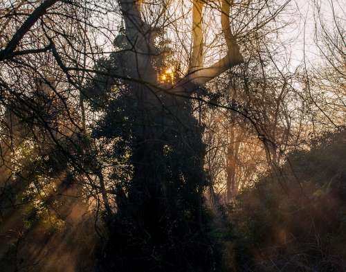 Sunrays Sun Through Mist Sun Through Branches