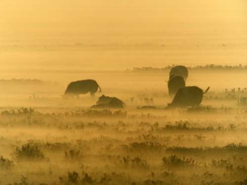 Sunrise Cows Area Pasture Mist