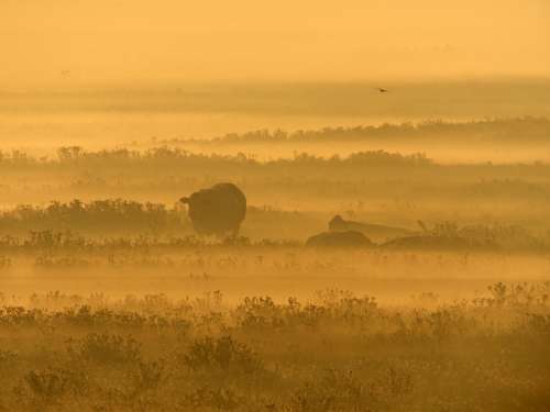 Sunrise Cows Area Pasture Mist