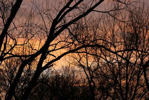 Sunset Winter Clouds Tree