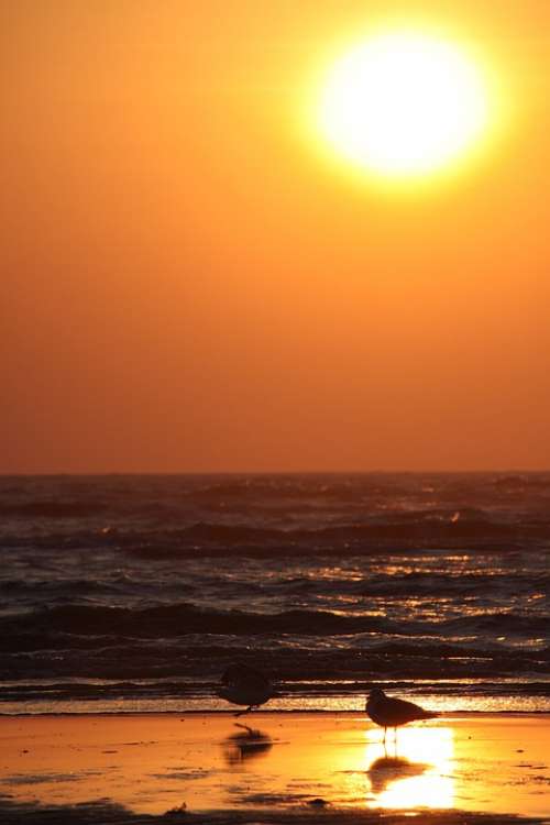 Sunset Gulls Beach Surf Fanö Wave