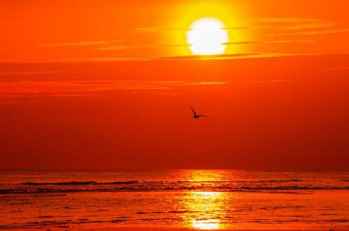 Sunset Ocean Seagull Sea Dawn Reflection Nature