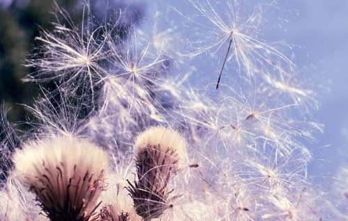 Swamp Scratch Thistle Pollen Thistle Enchanted Fee
