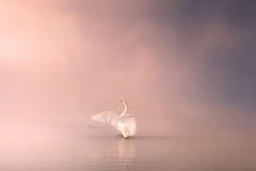 Swan Lake Water Bird Nature Animal White Elegant
