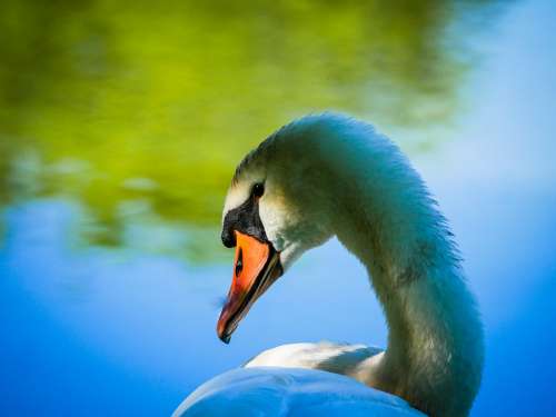 Swan Lake Pond Water Nature White Bird Plumage
