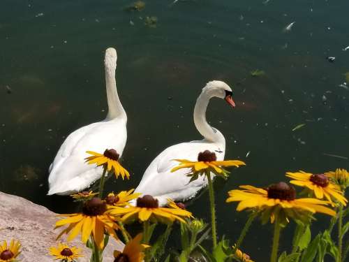 Swan Swans Flower Nature Beautiful Birds Pond