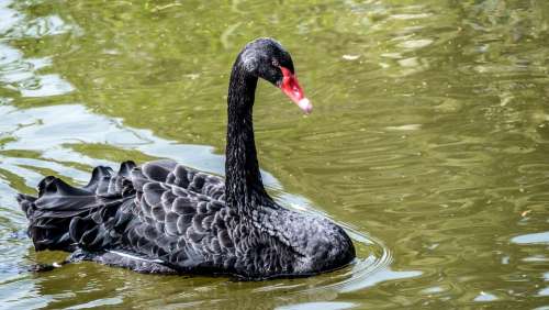 Swan Water Animal Bird Nature Lake Animal World