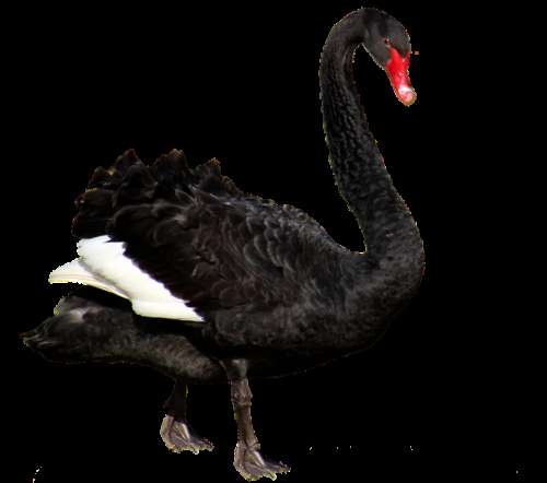 Swan Black Feathers Australian Bird Cut Out