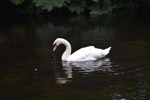 Swan Water Pond Droplets Bird Nature Animal