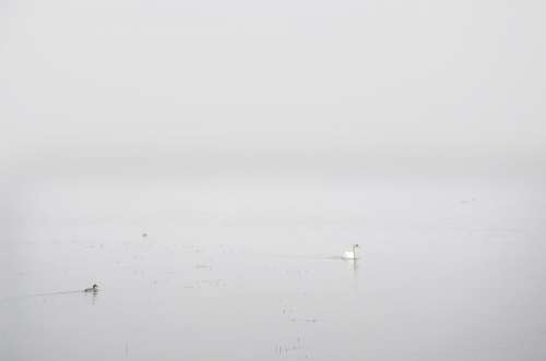 Swan White Fog Nature Water Bird Pond