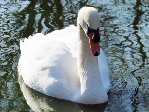 Swan Mute Swan Meadow Waterfowl Bird