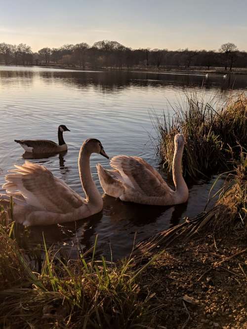Swans Swan Lake Water Bird Nature Animal Elegant