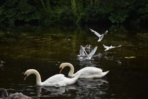 Swans Birds Pond Water Nature Feather Wildlife