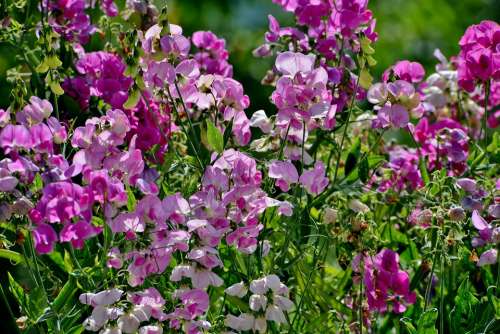 Sweet Peas Lathyrus Flora Flowers Pink Summer