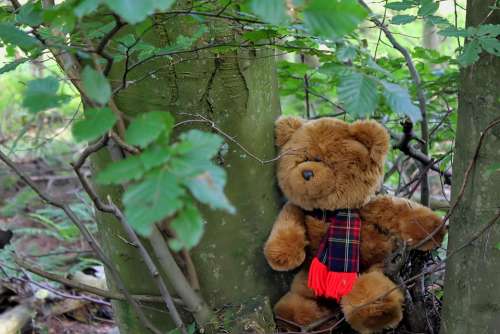 Teddy Bear Tree Forest Wood Cute Soft Toy