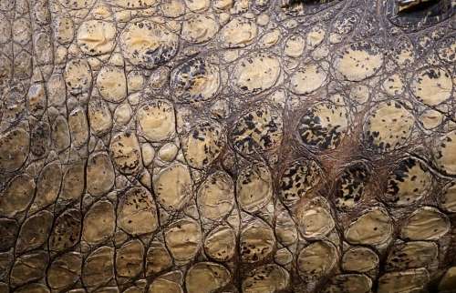 Texture Crocodile Scale Stuffed Alligator Surface