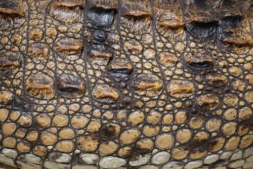 Texture Crocodile Scale Stuffed Alligator Surface