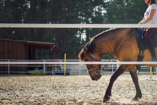 The Horse Horseback Riding Training Animals Nature