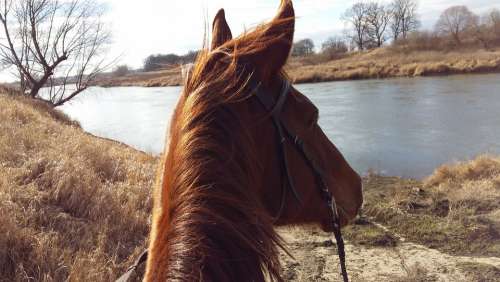 The Horse Pond Rudy Horses Animals Summer Animal