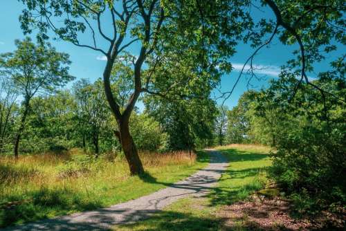 The Path Way Forest Meadow Landscape Road Nature