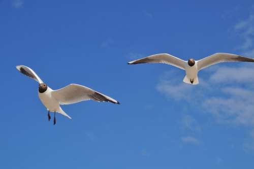 The Seagulls Gulls Bird Marine Flight Wings